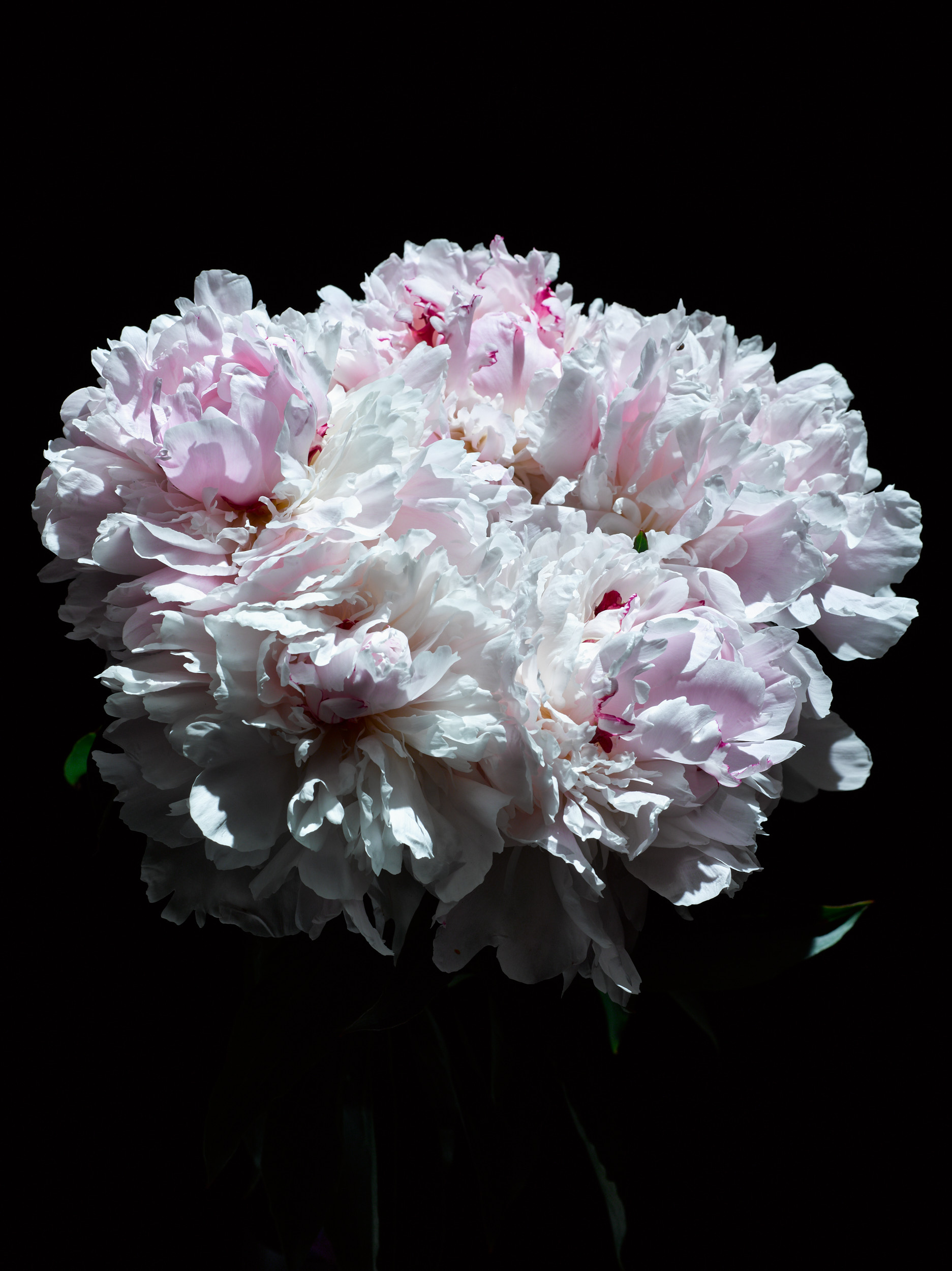 new world series: perfect flowers No-CF0064644